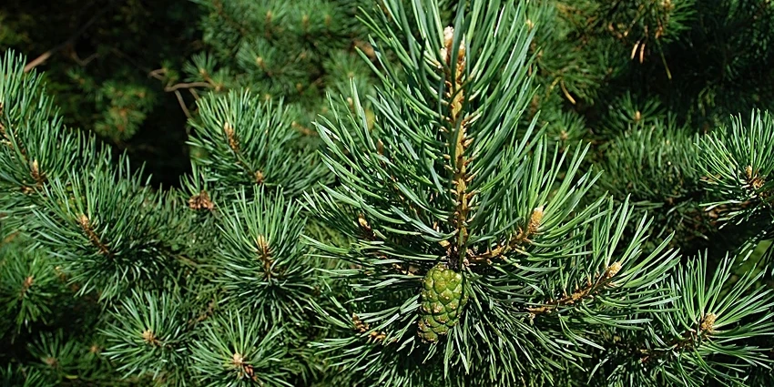 The Enchanting World of Pine Trees: A Deep Dive into Pinus spp.