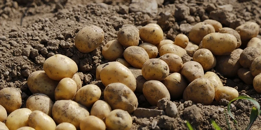 The Fascinating World of Solanum tuberosum: Unearthing the Potato's Secrets