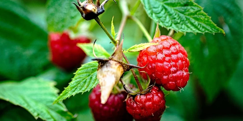The Enchanting World of Rubus idaeus: A Deep Dive into the Raspberry Realm
