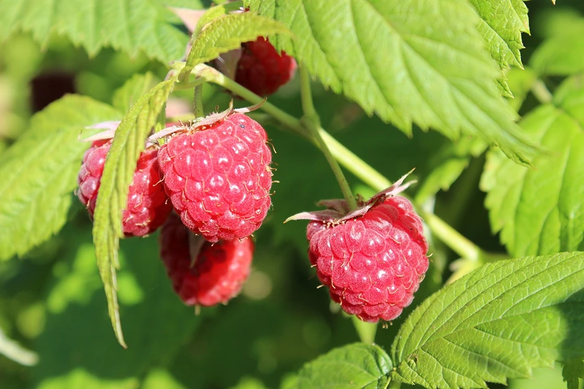 Overview of Rubus idaeus