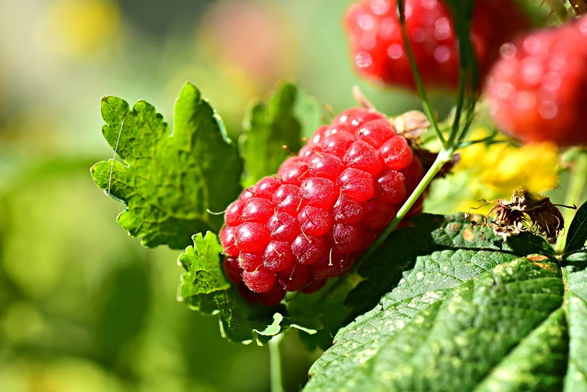 Pests and Diseases