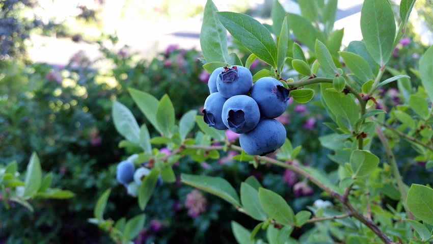 Commercial Cultivation of Blueberries