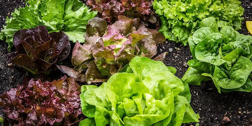 Lactuca Sativa: The Leafy Staple of Our Diets