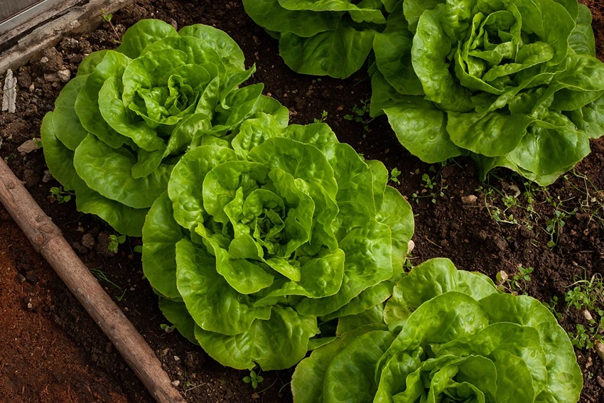 Introduction to Lactuca Sativa