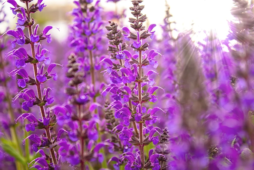 How to Grow Perennial Plants