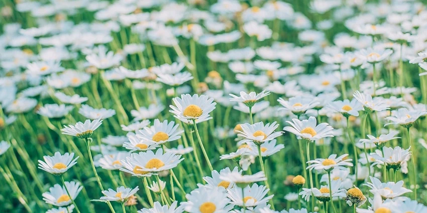 How to grow Perennial Plants