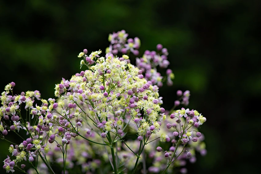Initial Care for Thalictrum