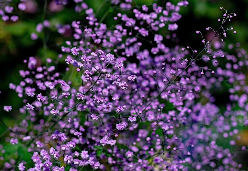 How to Grow Thalictrum