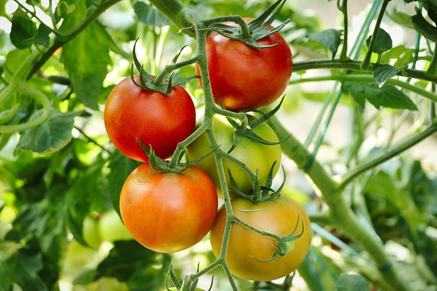 The Many Faces of the Tomato: Exploring Varieties and Cultivars