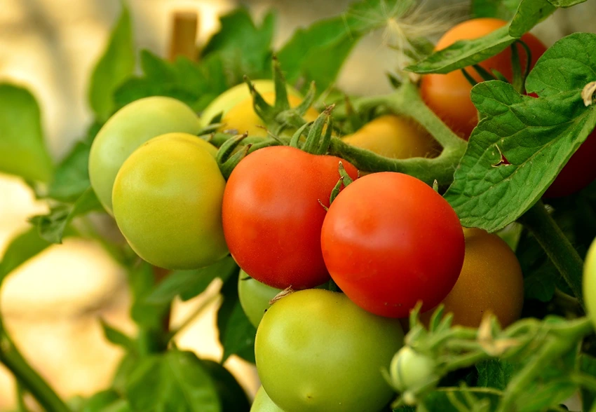 The Journey of the Tomato: From Mesoamerica to Global Domination