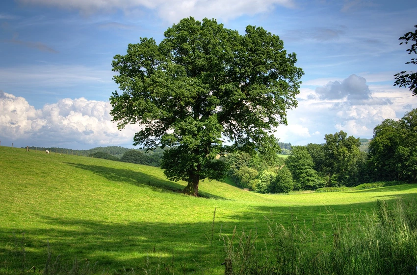 Historical Significance and Cultural Aspects