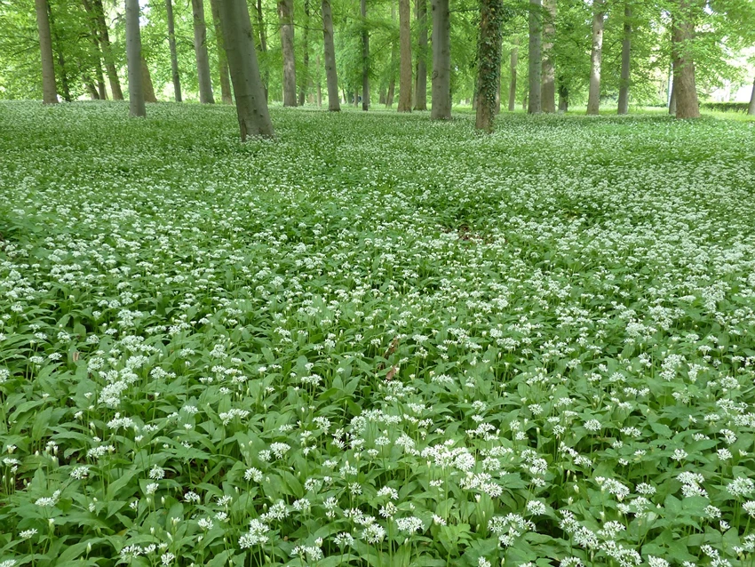 Garlic in the Culinary World