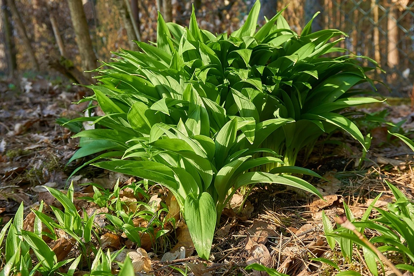 Agricultural and Economic Aspects of Garlic