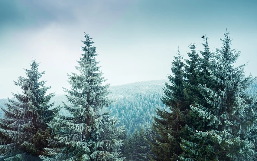 pine trees