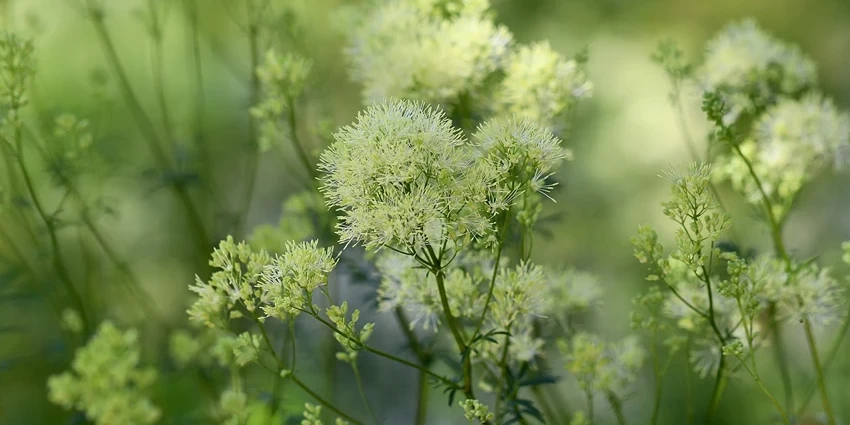 Growing Thalictrum: The Meadow Rue Guide