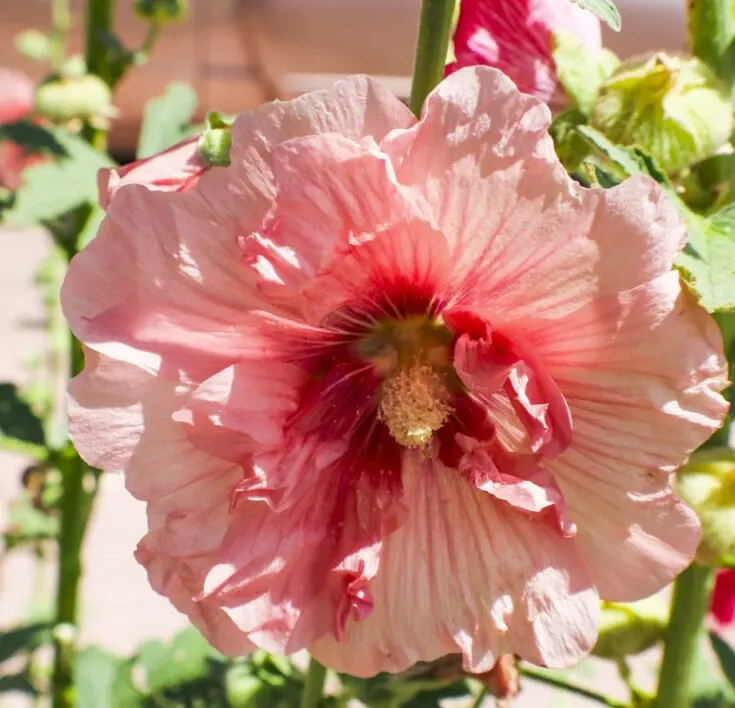 Lavatera in Modern Gardening
