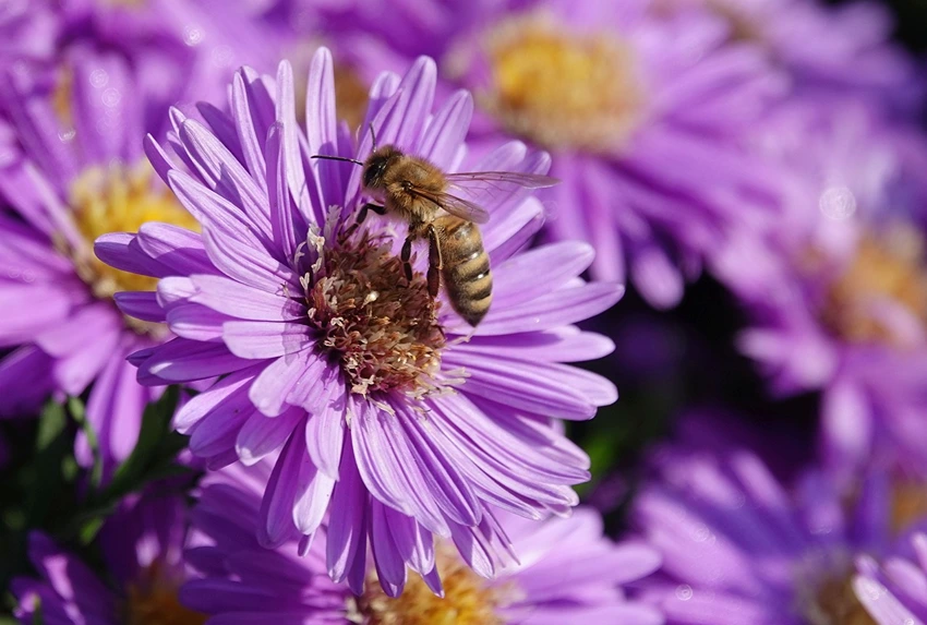 Conservation and Environmental Concerns
