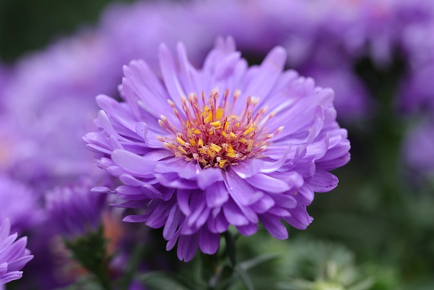 Medicinal and Culinary Uses of Aster spp.