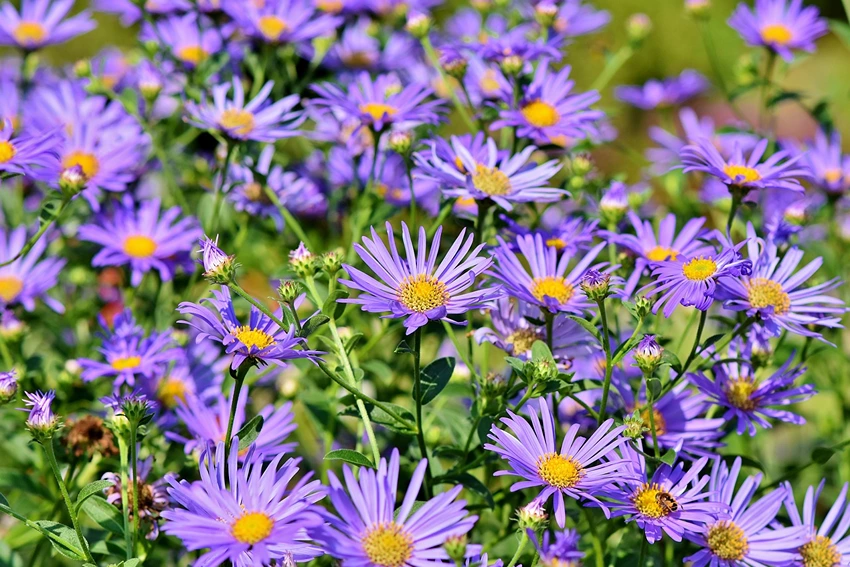 Ornamental and Landscape Uses of Aster spp.