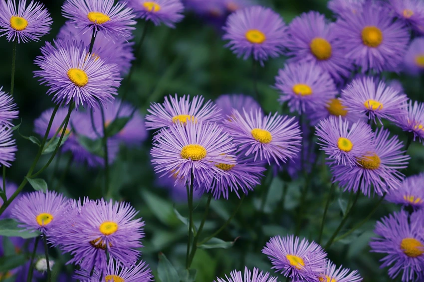 Cultivating Aster spp.