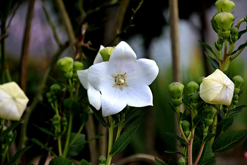 Designing with Campanula