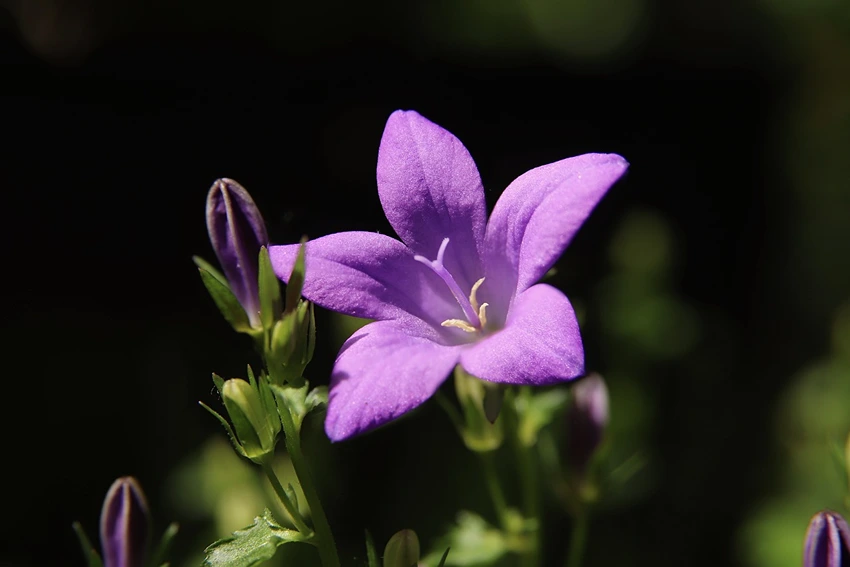 Uses and Benefits of Campanula spp.