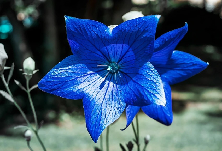 Practical Aspects of Growing Campanula spp.