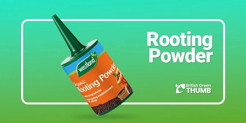Best Rooting Powder