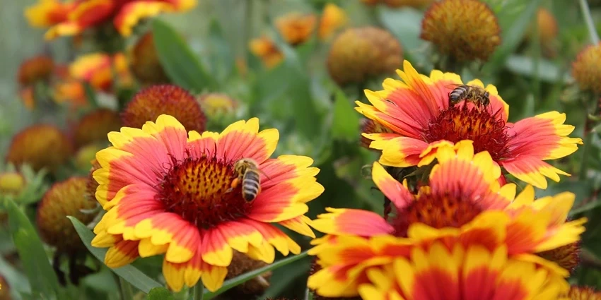 Gaillardia spp. (Gaillardia): A Vibrant Addition to Your Garden