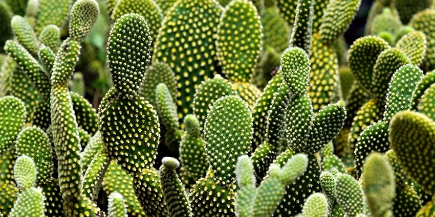 The Fascinating World of Cactaceae spp. (Cactus)