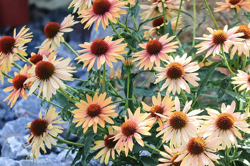 FAQs on Echinacea