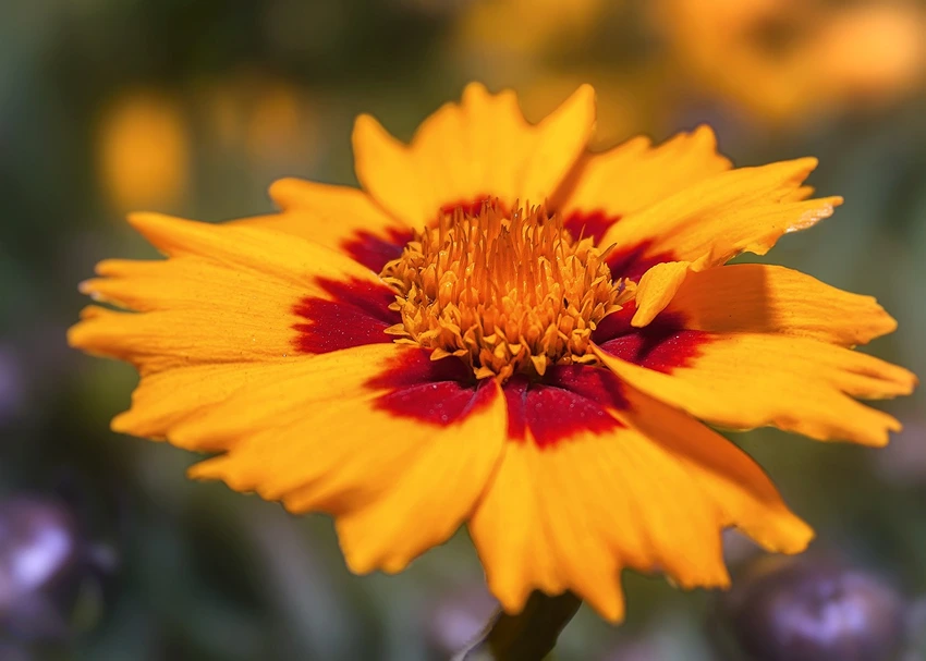 Incorporating Coreopsis spp. in Garden Design