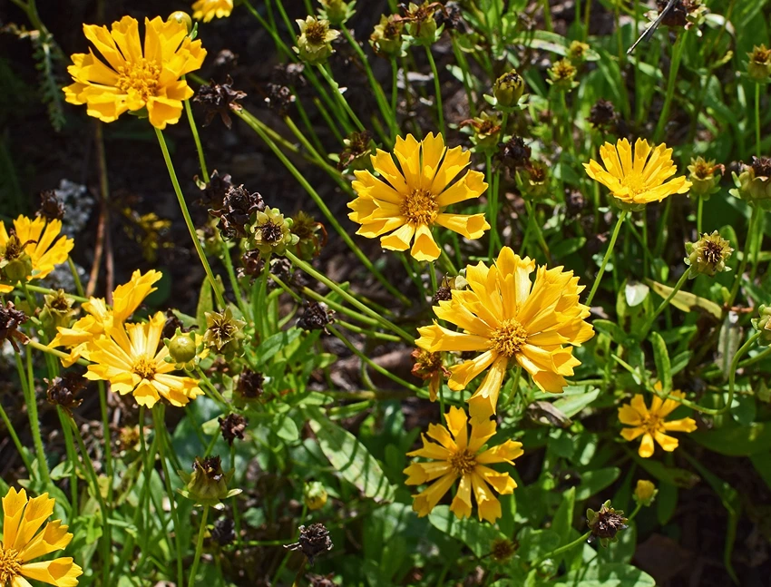 Conservation and Environmental Impact