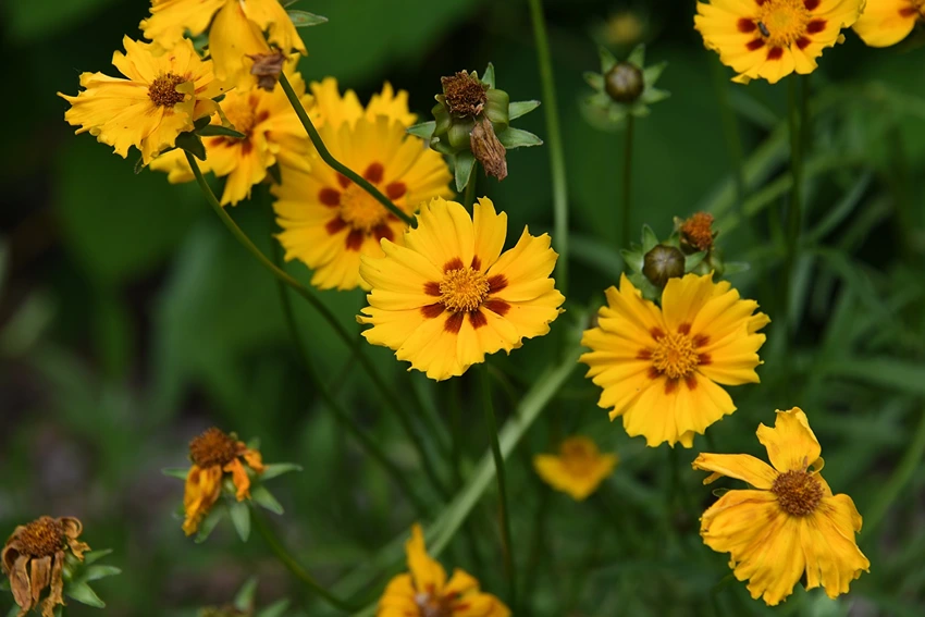 Varieties and Cultivars of Coreopsis