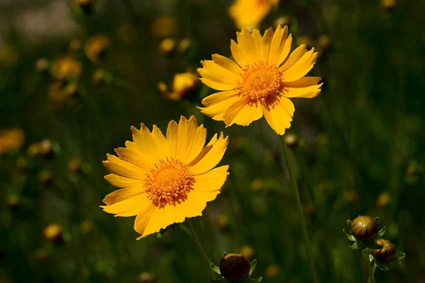 Caring for Coreopsis spp.