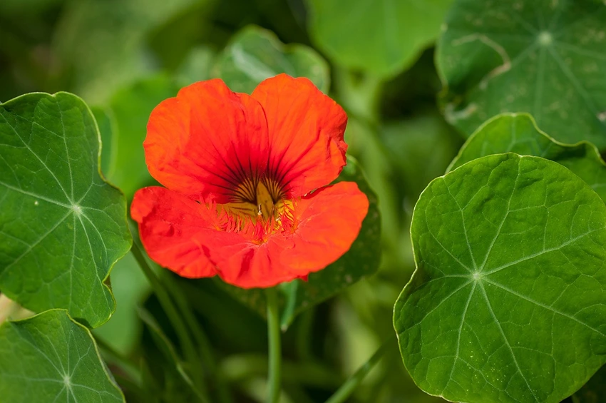 FAQs About Nasturtiums