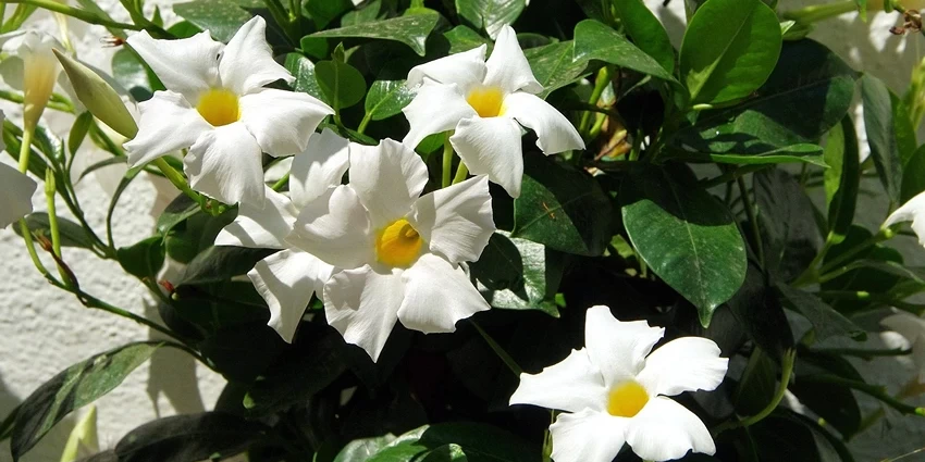 How to Grow Mandevilla