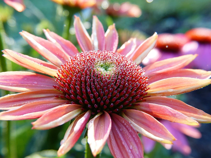 Echinacea spp. (Asteraceae): Unveiling the Therapeutic Power of Nature's Immune Booster