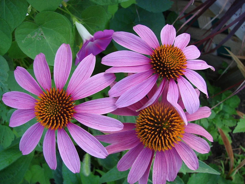 Echinacea and Respiratory Health: A Breath of Fresh Air