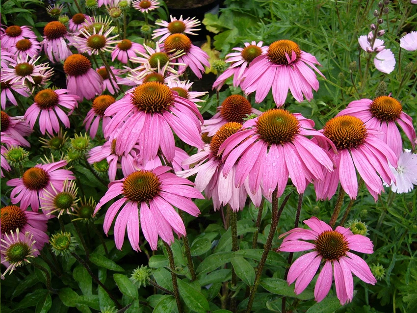 Exploring the Depths of Echinacea spp.
