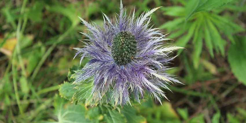 How to Grow Eryngium