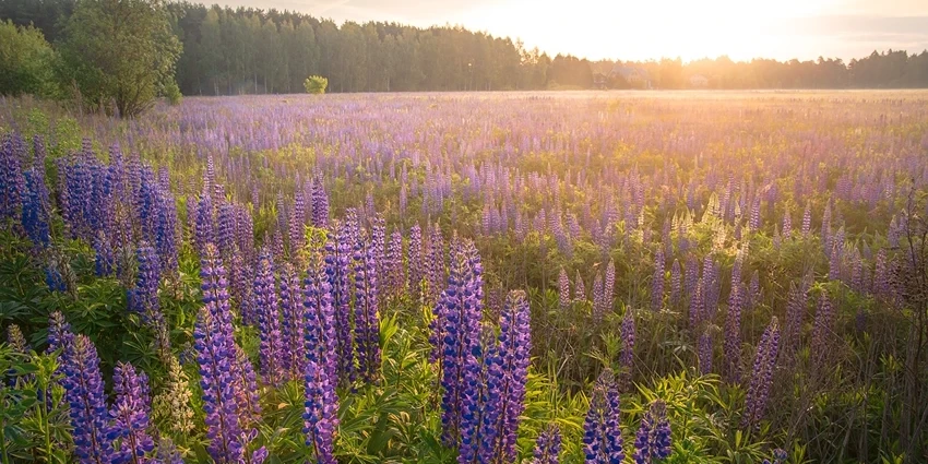 Lupinus spp. (Lupine): A Vibrant Addition to Your Garden