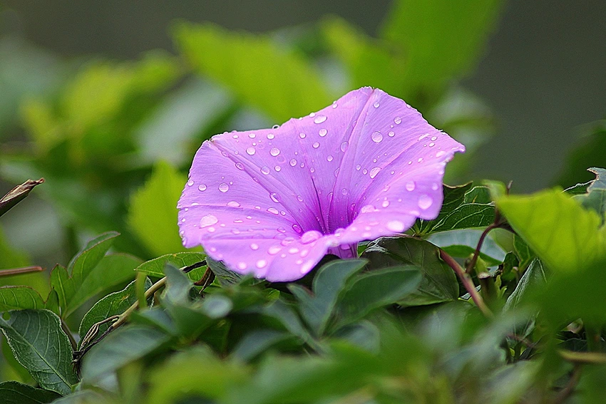 Common Challenges in Growing Morning Glory