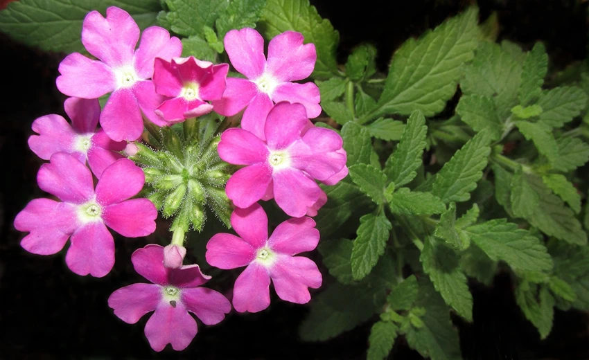 FAQs About Verbena spp.