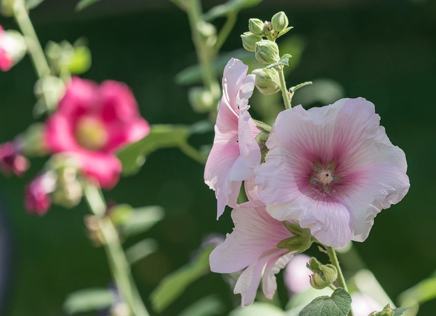 Introduction to Lavatera spp.