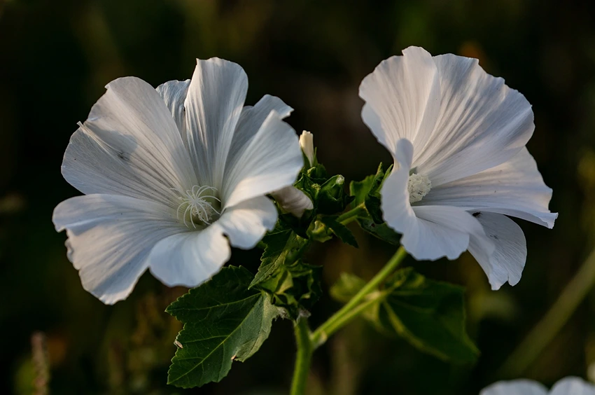 Botanical Description of Lavatera spp.