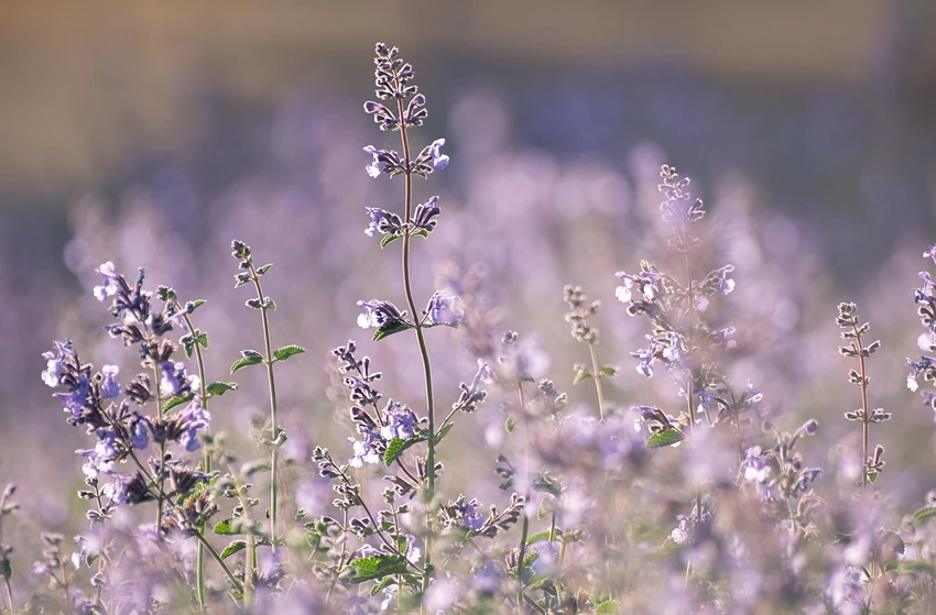 Gardening and Ornamental Uses