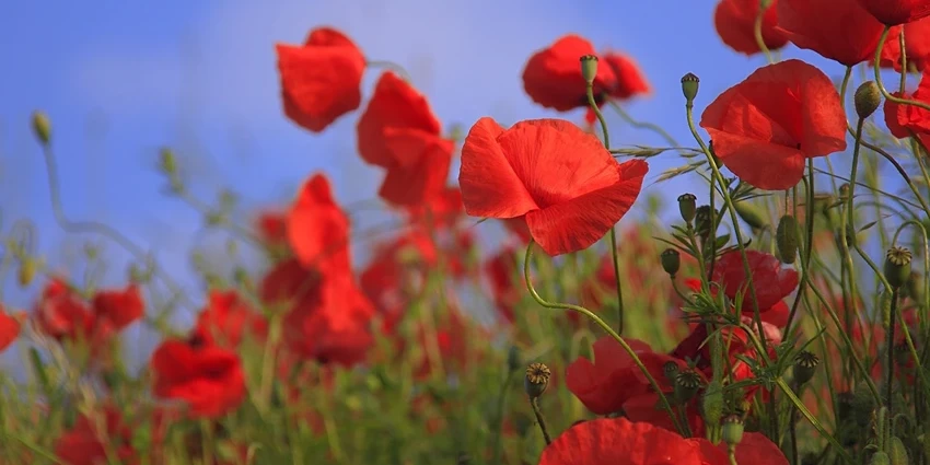 Papaver spp. (Poppy): A Journey Through the World of Vibrant Blooms and Rich History