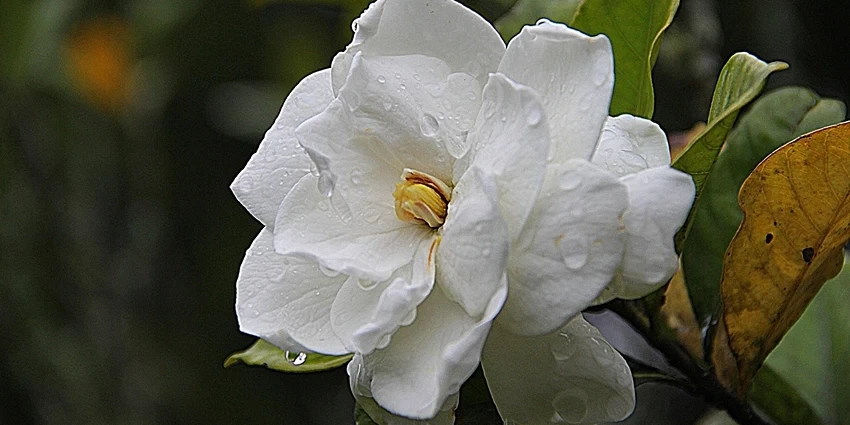 Embracing the Elegance of Gardenia Jasminoides: A Gardener's Delight