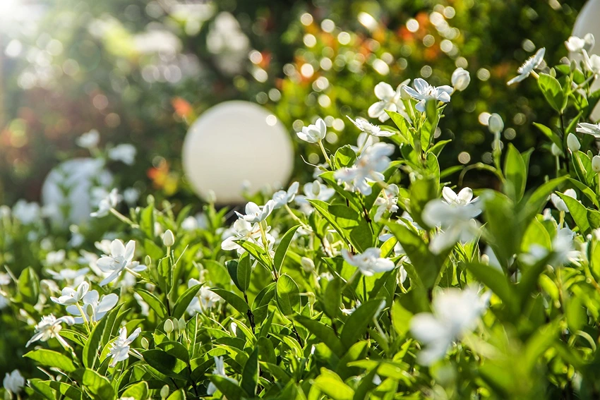 Cultivation and Care: Creating the Perfect Environment for Gardenia Jasminoides